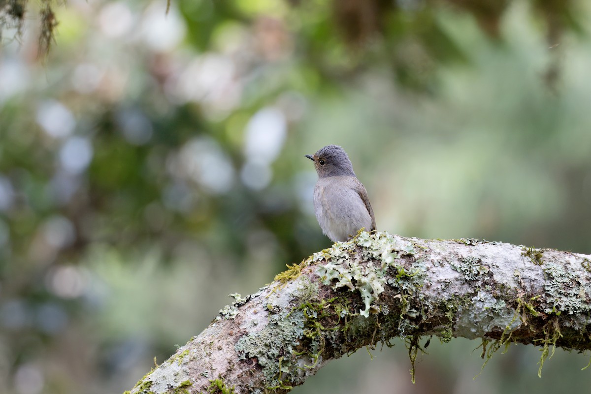 Taiwanblauschnäpper - ML617922939