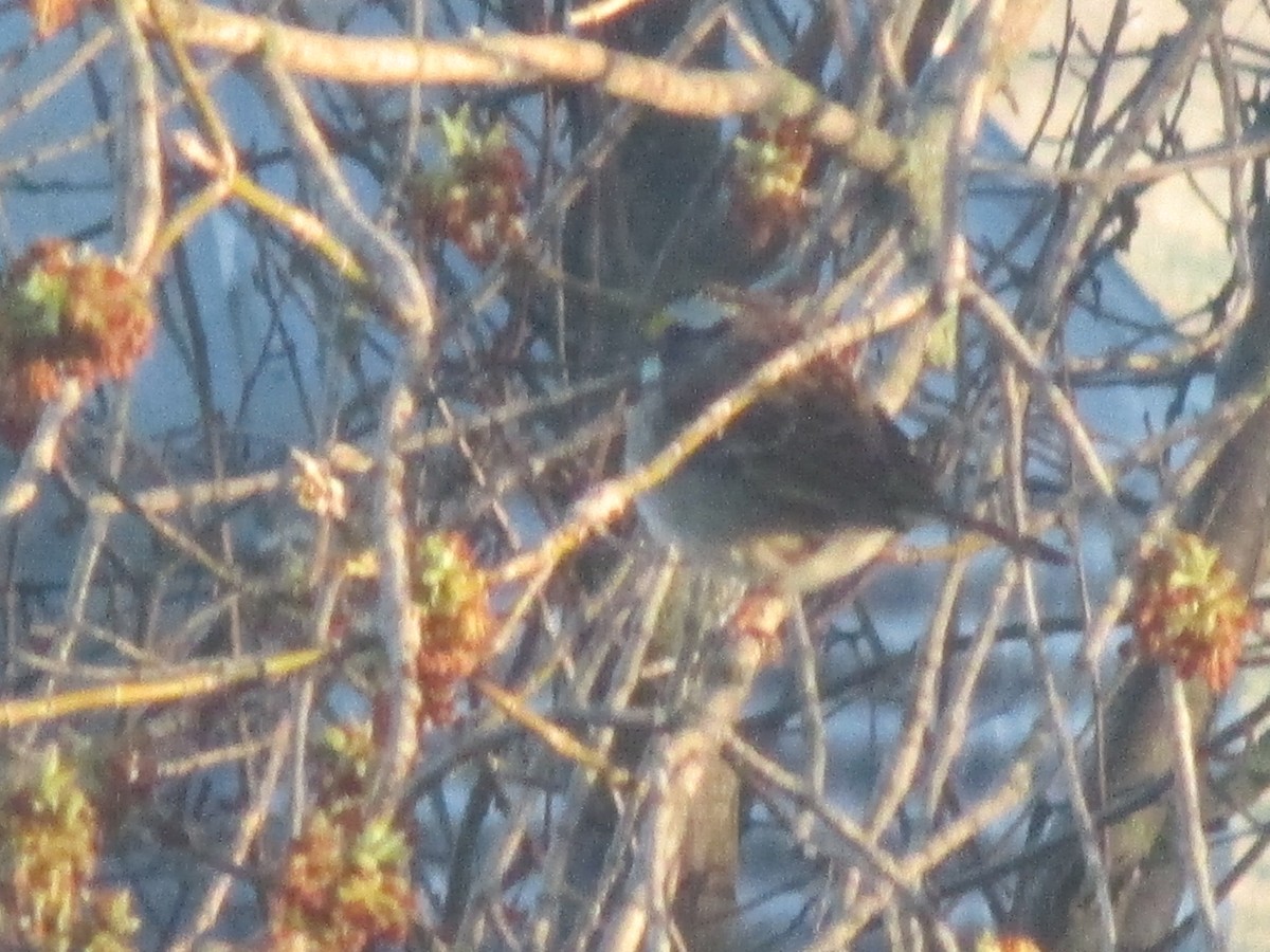 White-throated Sparrow - Elliott Faye