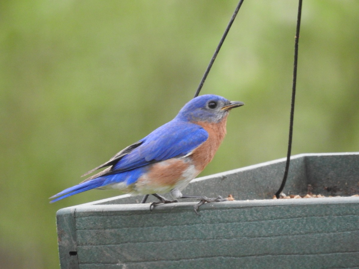 Eastern Bluebird - Richard A Fischer Sr.