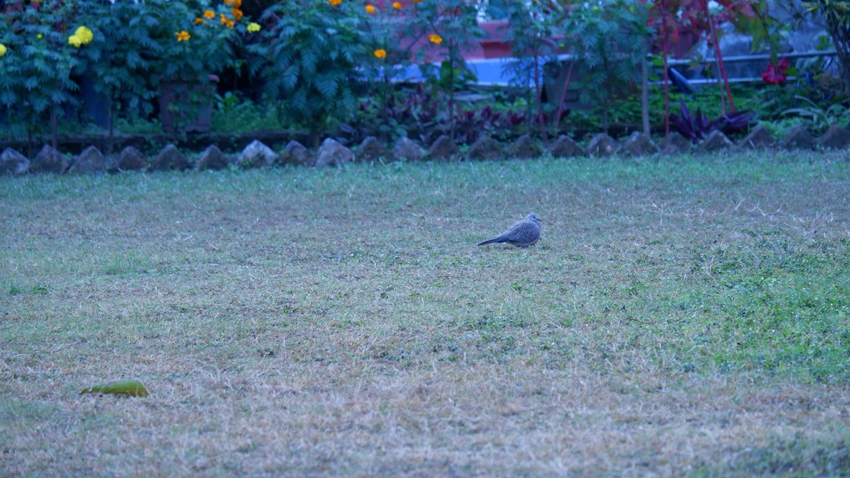 Spotted Dove - ML617923022