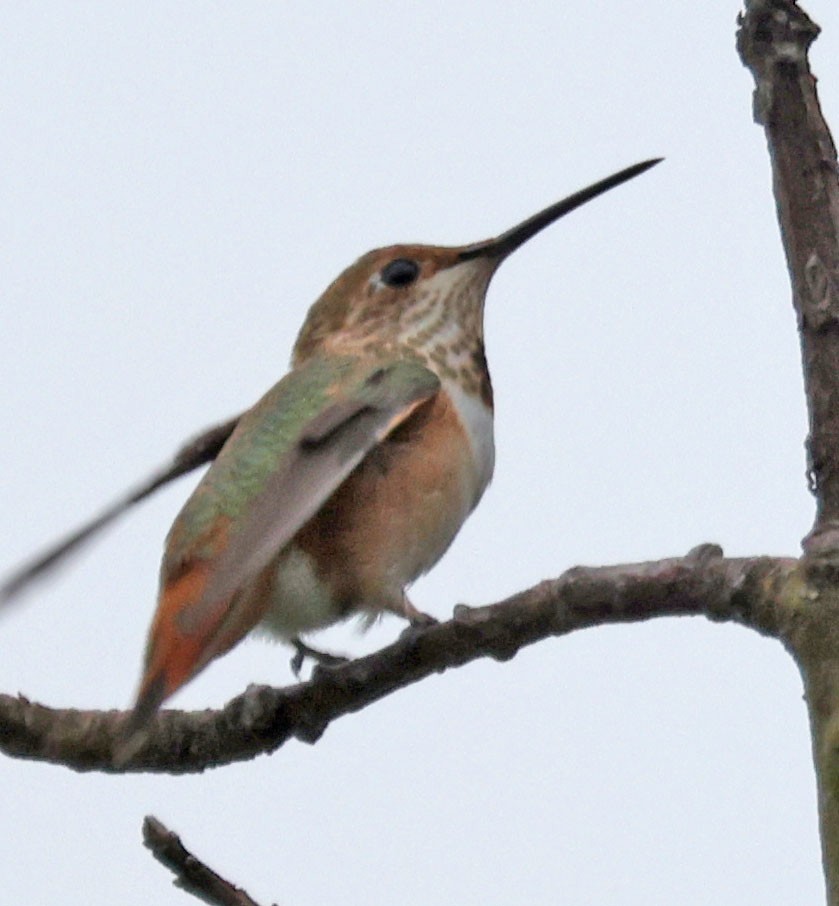 Rufous/Allen's Hummingbird - George Nothhelfer