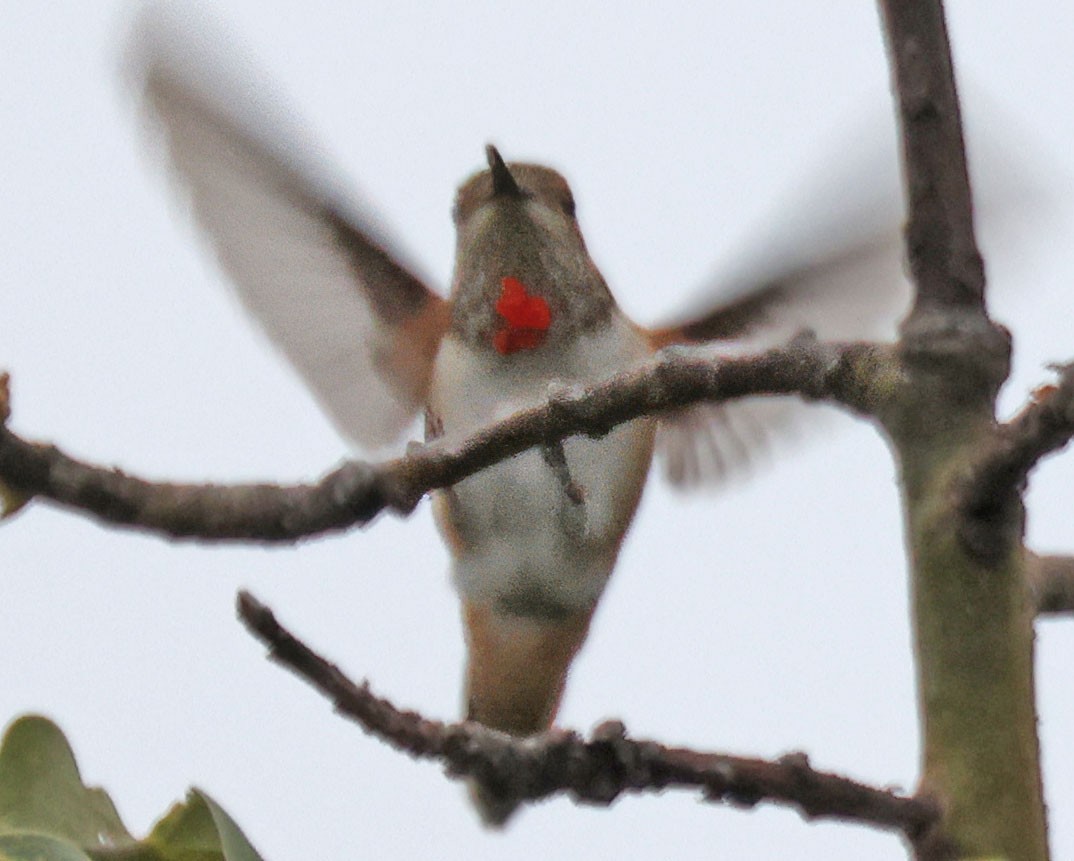 Rufous/Allen's Hummingbird - George Nothhelfer