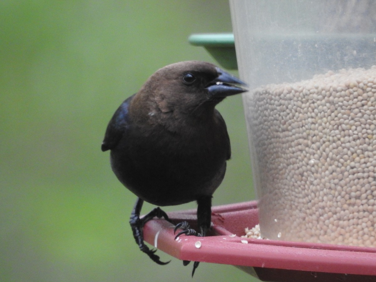 Brown-headed Cowbird - Richard A Fischer Sr.