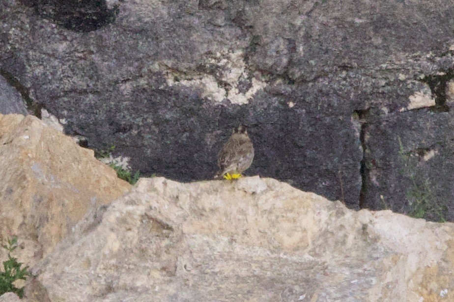 Rock Sparrow - John Bruin