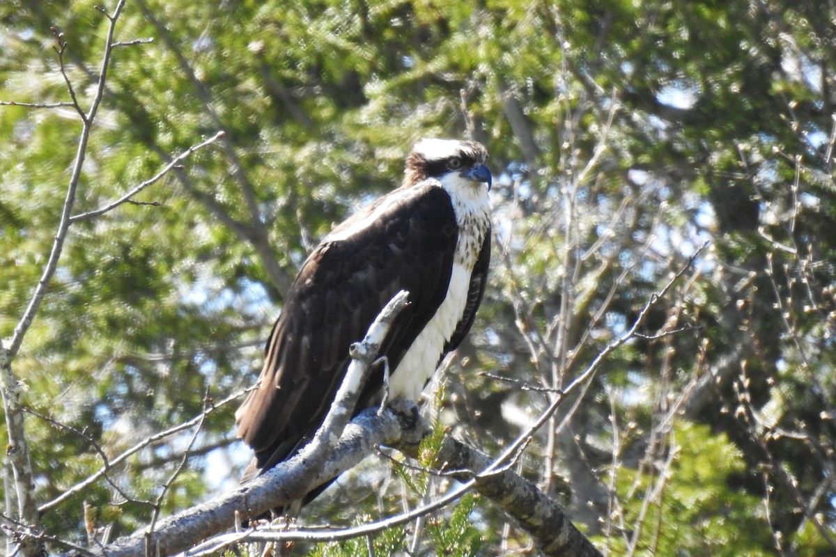 Osprey - Steve Mierzykowski