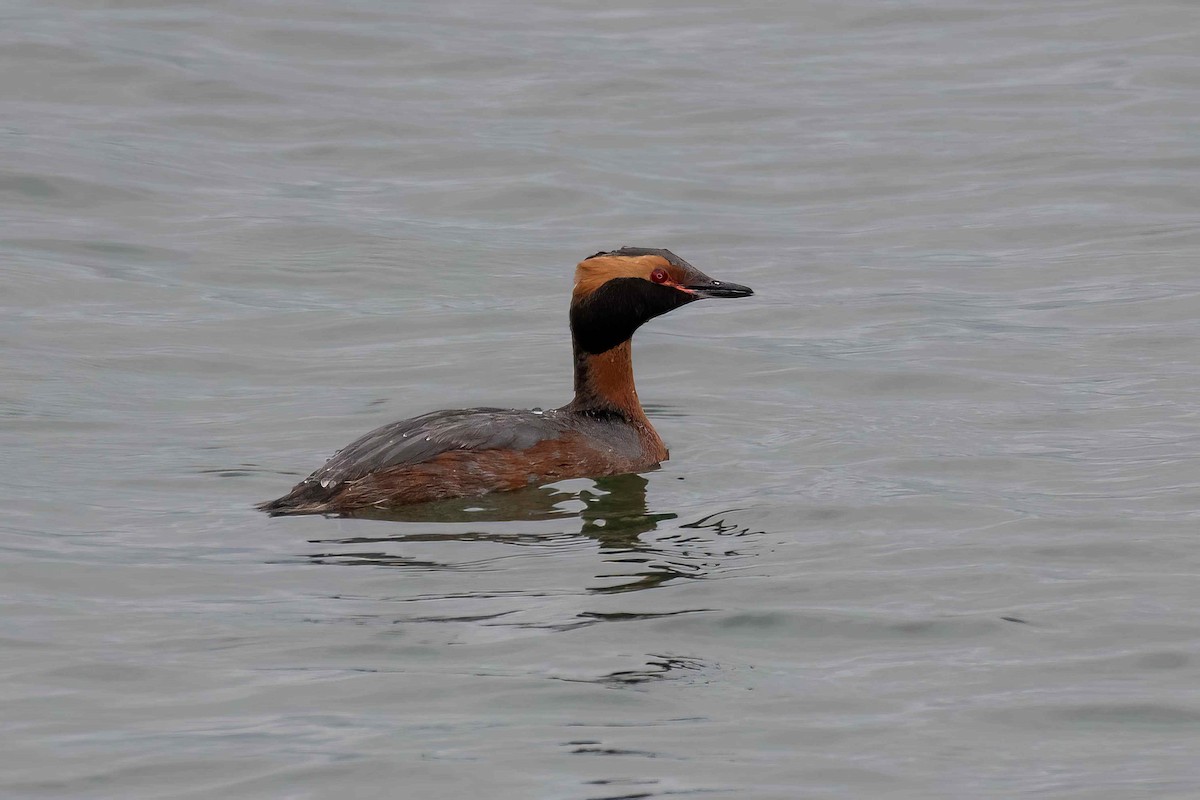 Horned Grebe - ML617923161