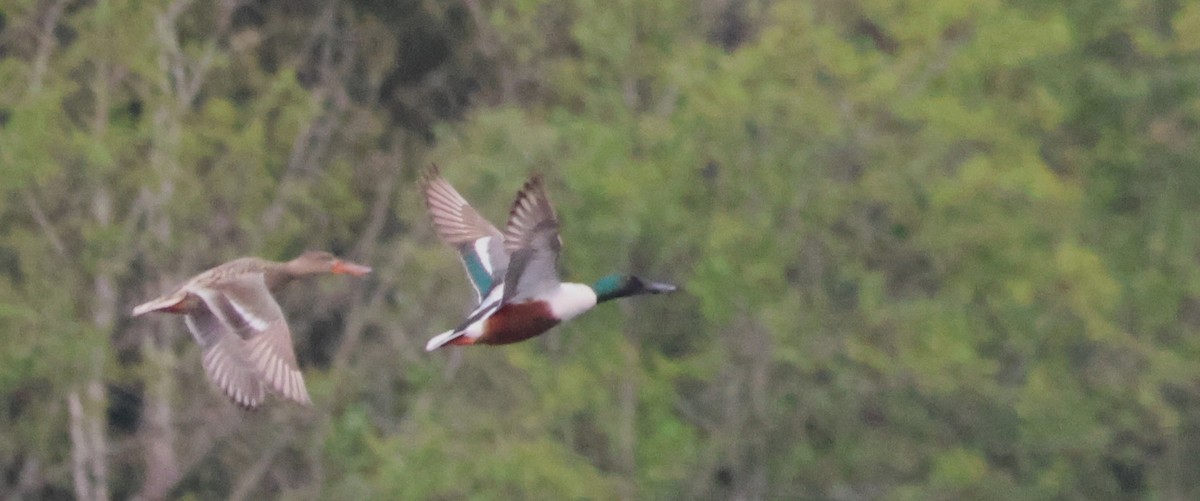 Northern Shoveler - ML617923182