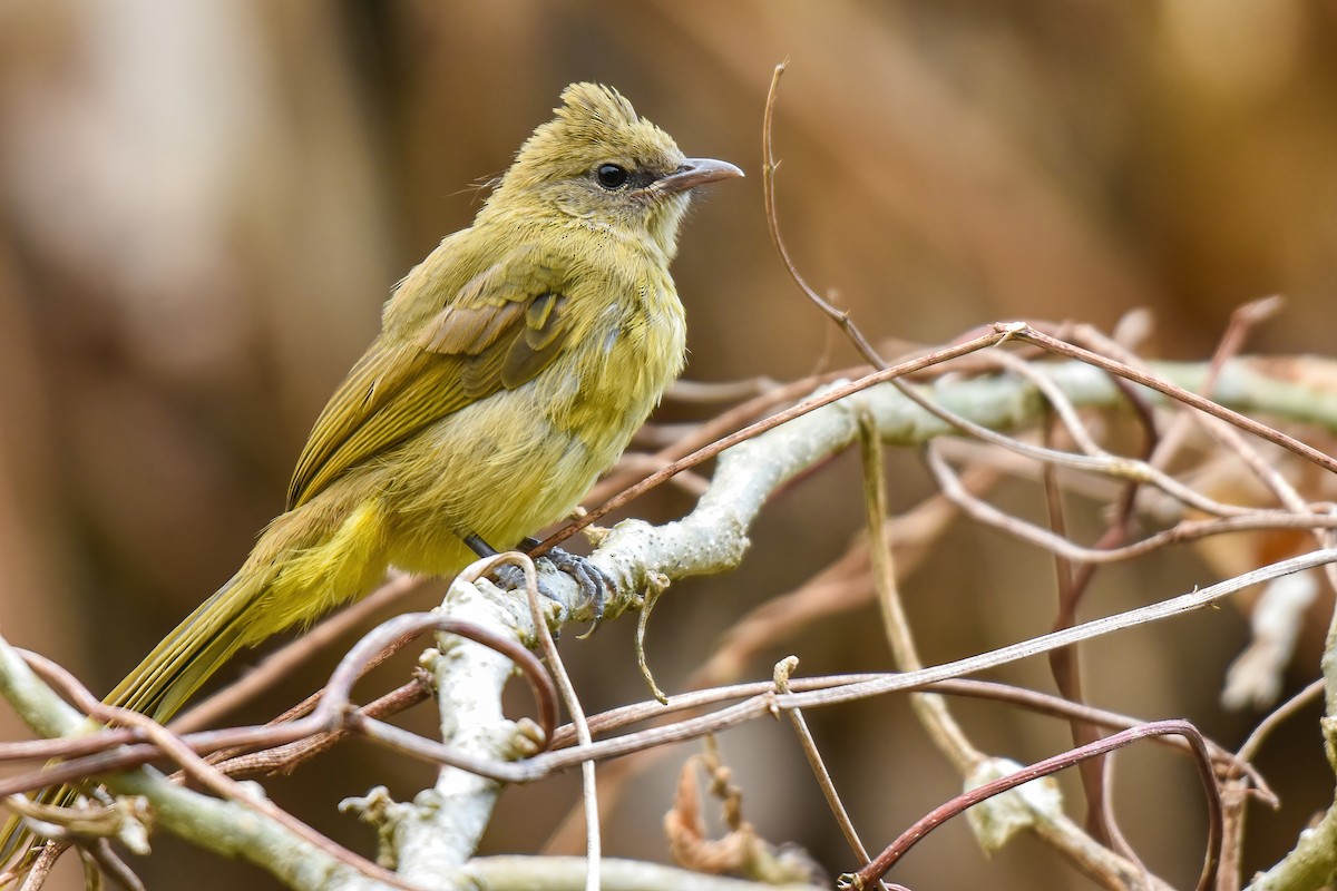 Flavescent Bulbul - Thitiphon Wongkalasin