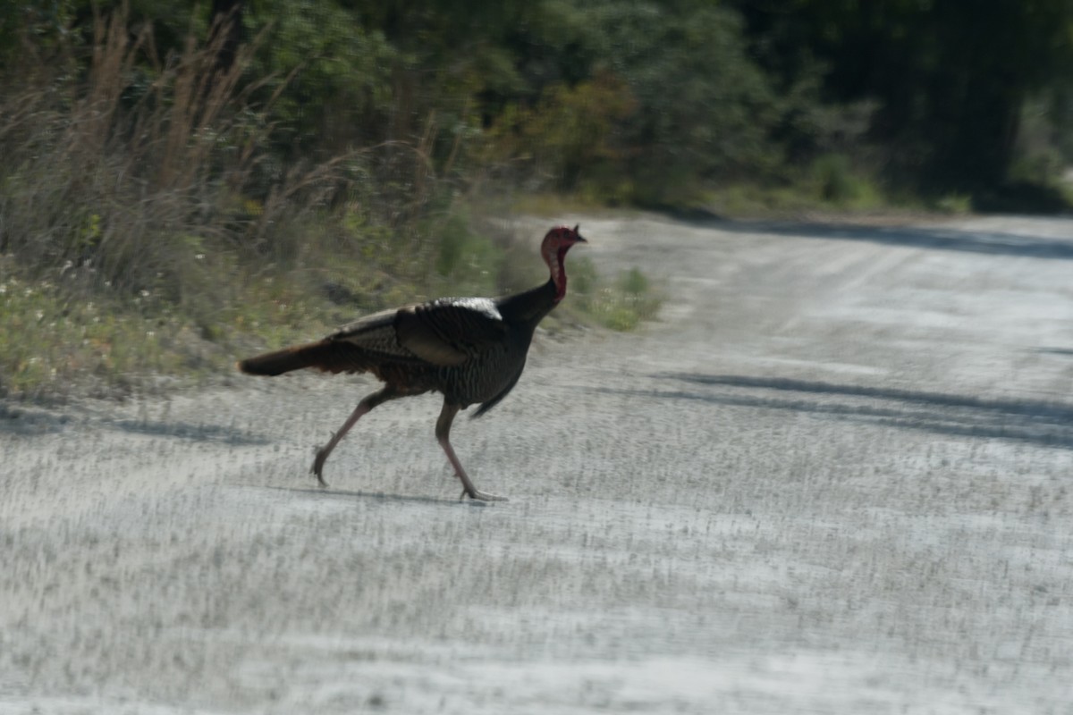 Wild Turkey - ML617923186