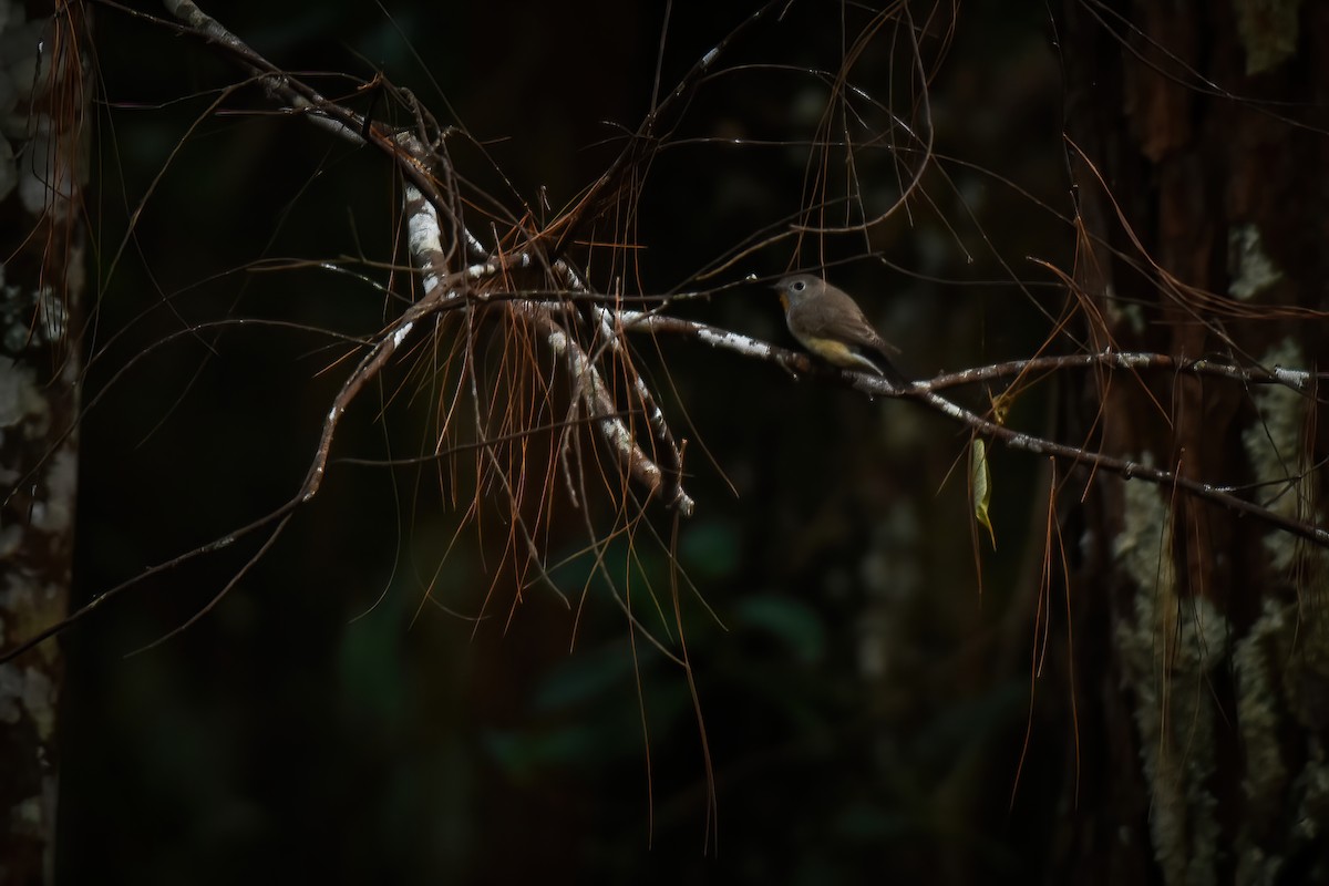 Taiga Flycatcher - Thitiphon Wongkalasin