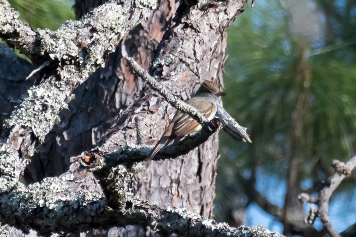 Great Crested Flycatcher - ML617923221