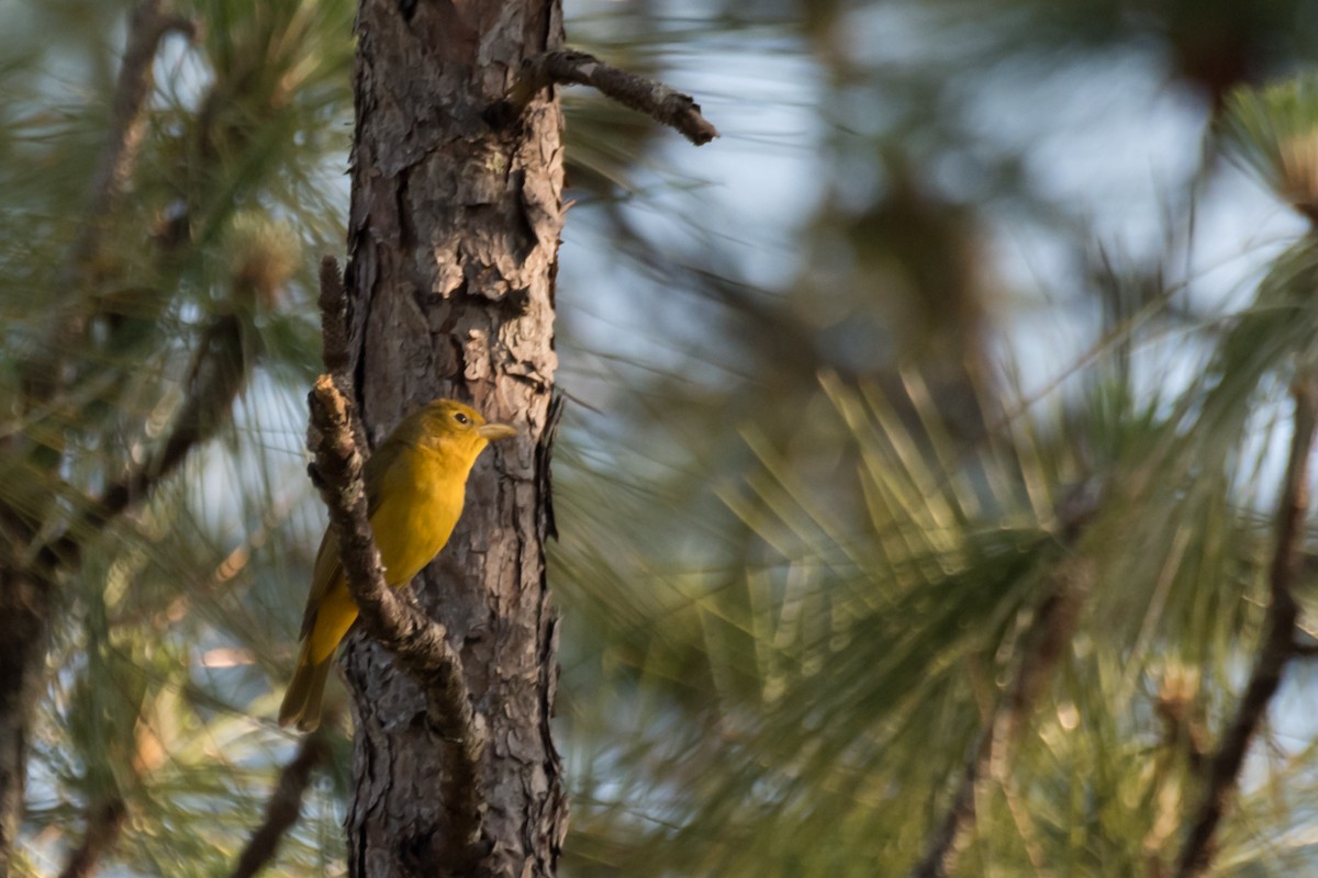 Summer Tanager - Gabrielle Harrison