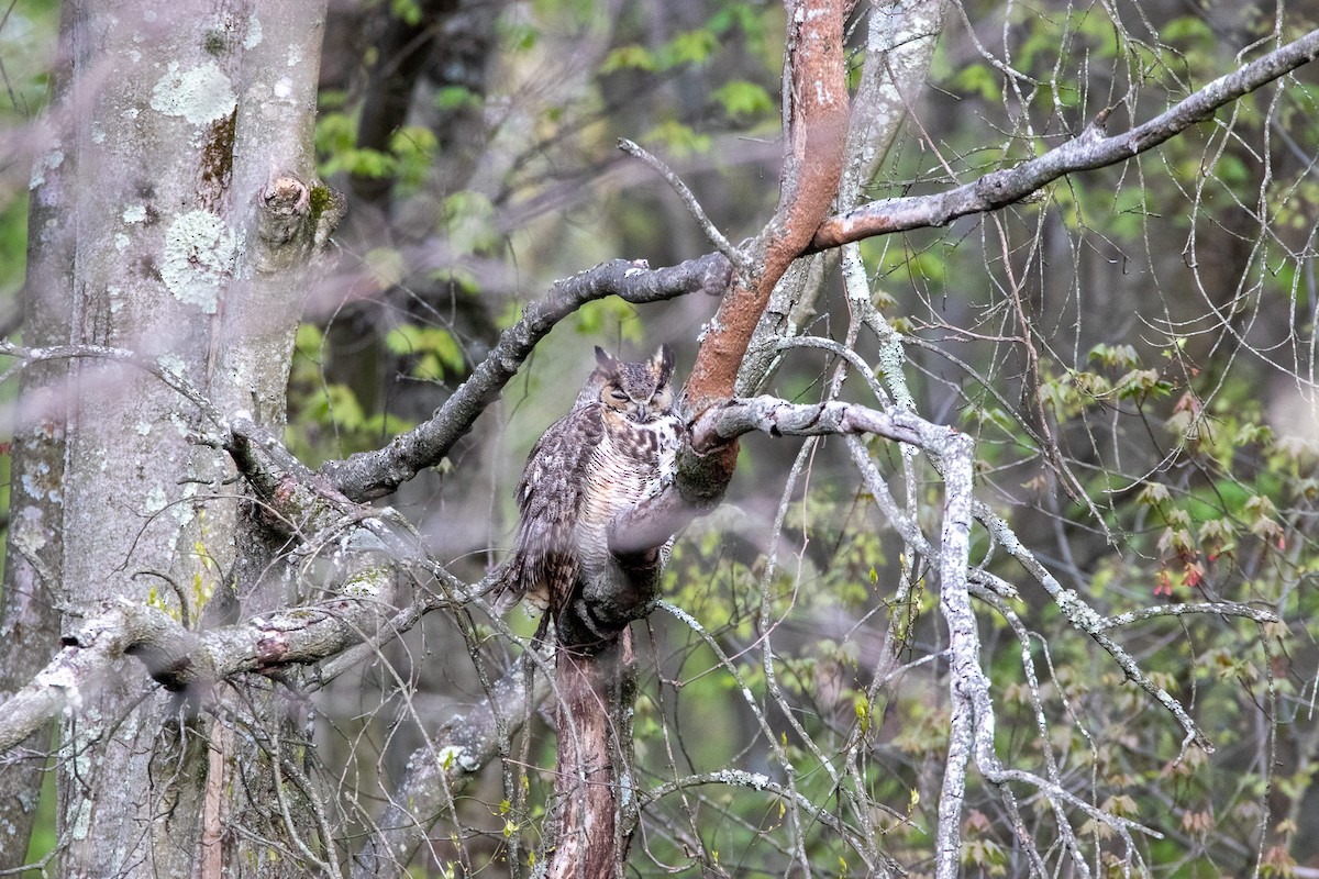 Great Horned Owl - ML617923259