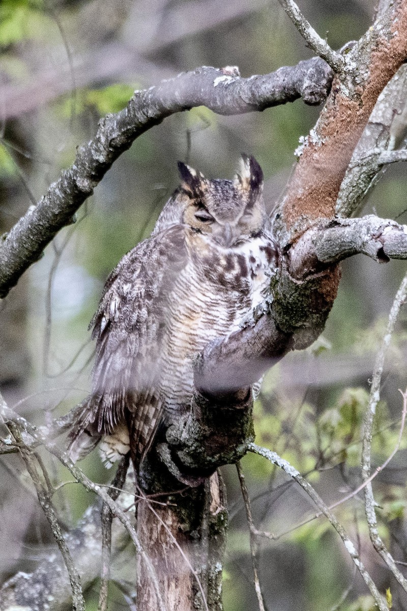 Great Horned Owl - ML617923260