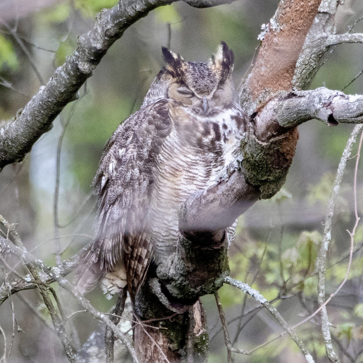 Great Horned Owl - ML617923261