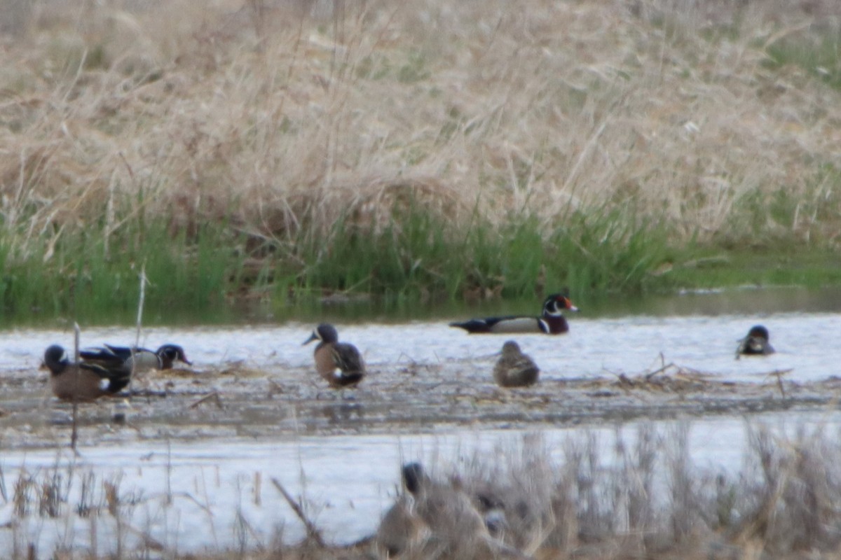 Green-winged Teal - ML617923267