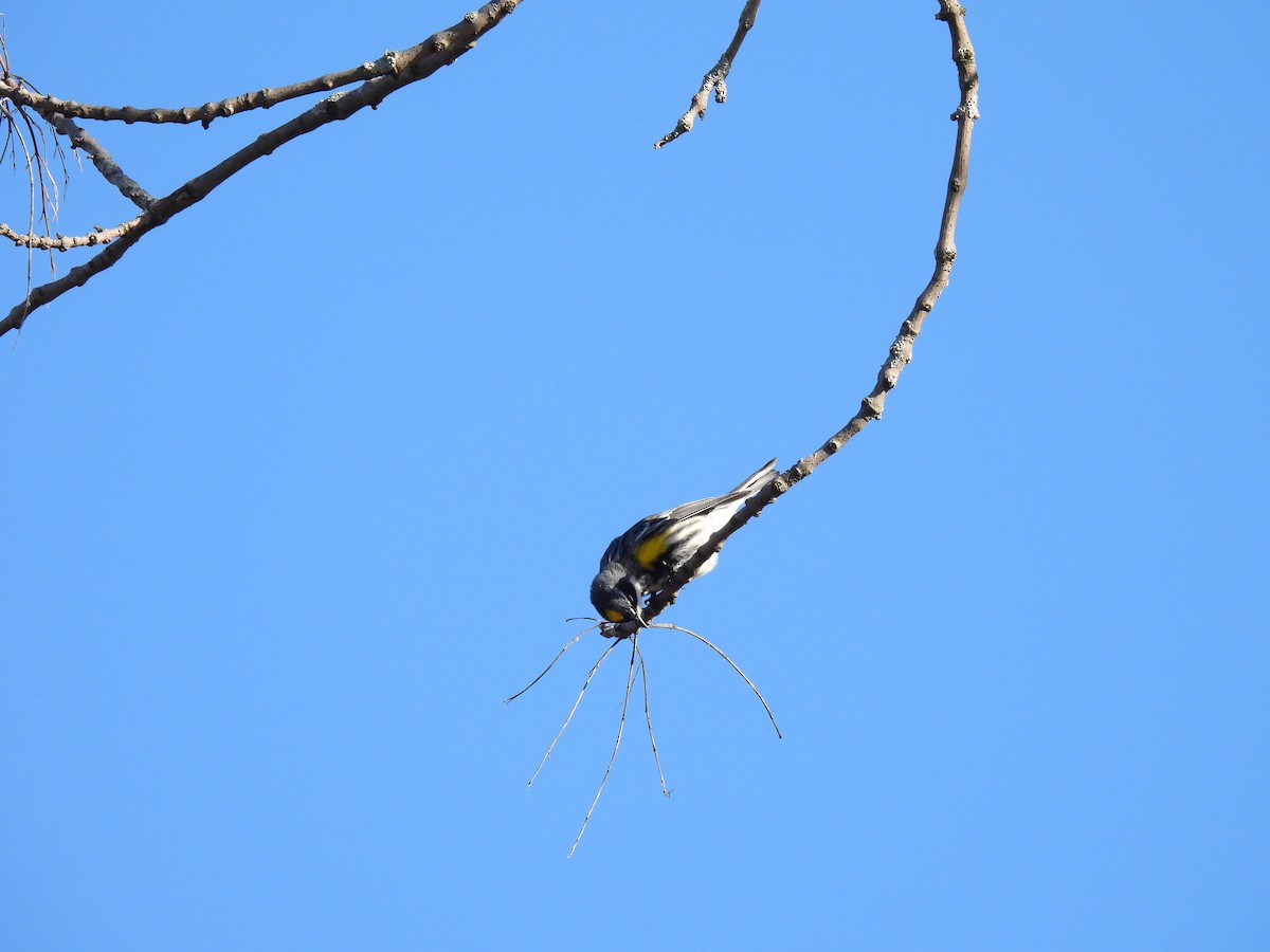 Yellow-rumped Warbler - ML617923278