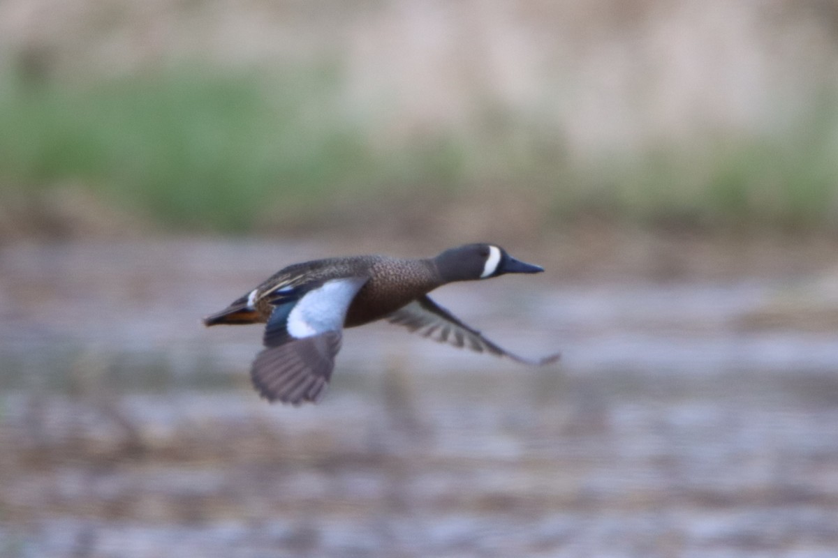 Blue-winged Teal - ML617923282