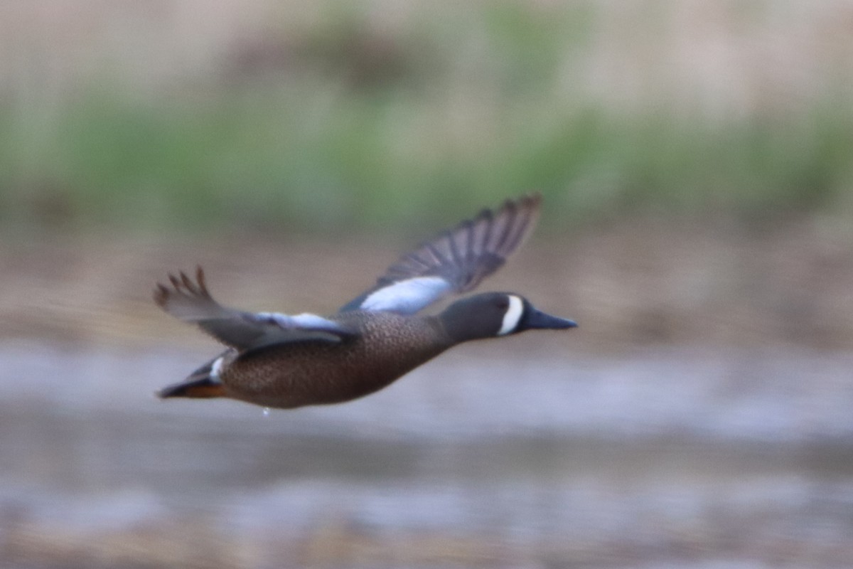 Blue-winged Teal - ML617923287