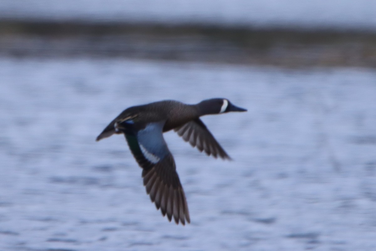 Blue-winged Teal - ML617923291