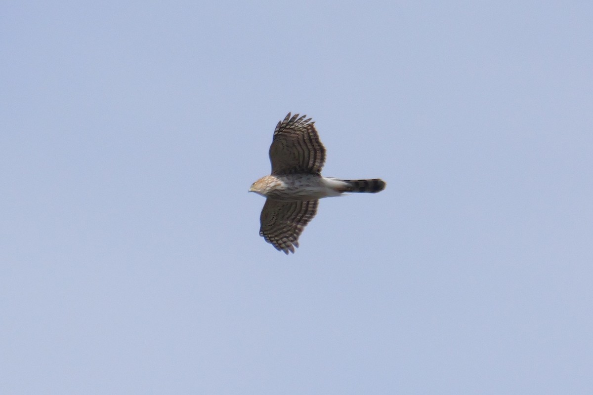 Accipiter sp. - Russ Smiley