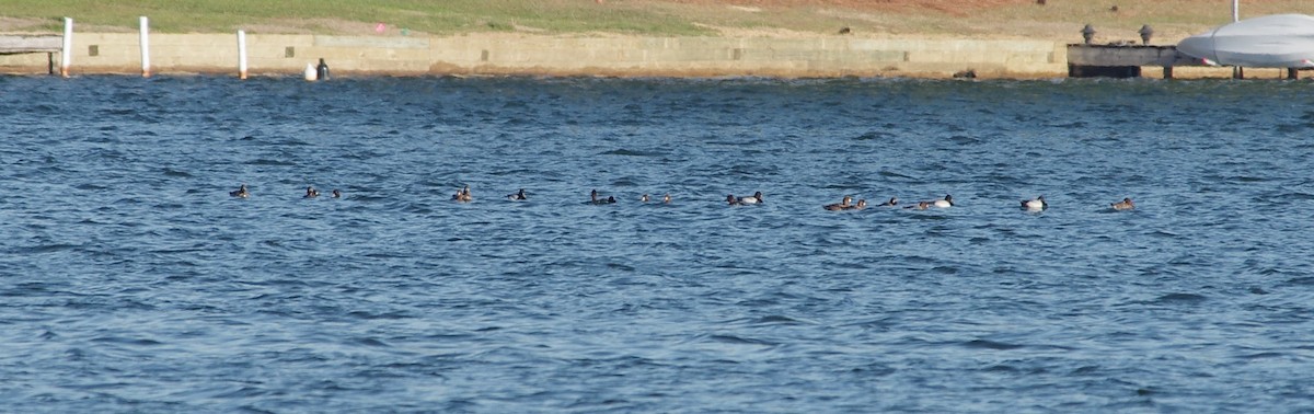 Lesser Scaup - ML617923467