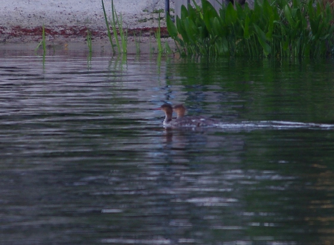 Red-breasted Merganser - ML617923488