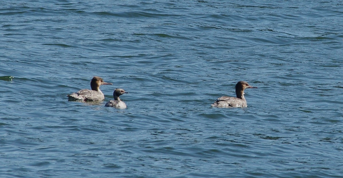 Red-breasted Merganser - ML617923489