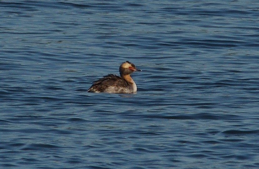 Horned Grebe - ML617923504