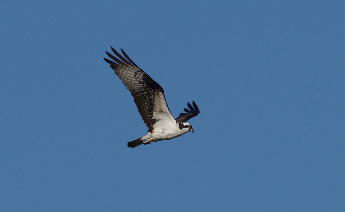 Balbuzard pêcheur - ML617923519