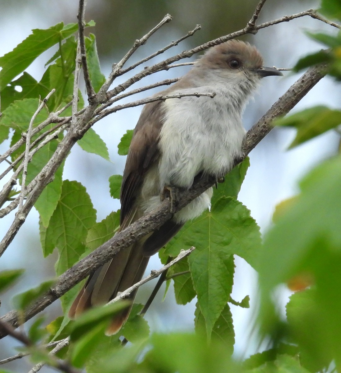 Ash-colored Cuckoo - Carlos Calimares