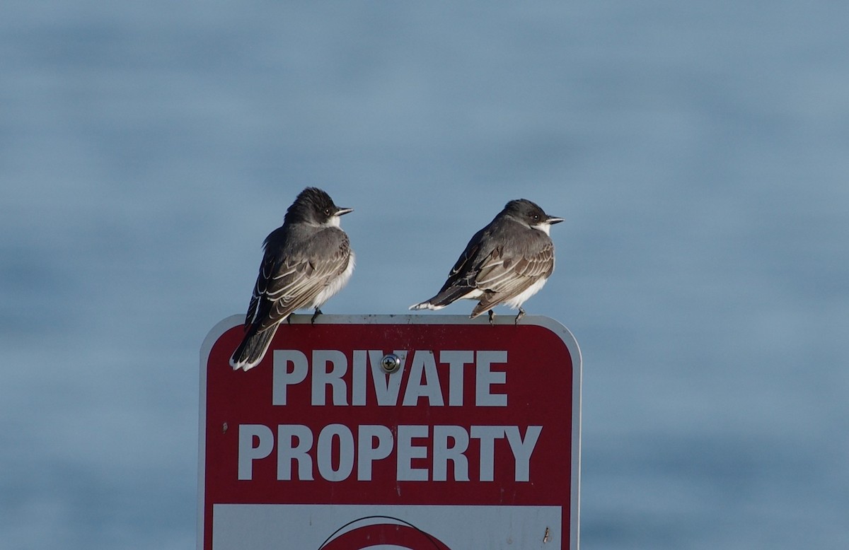 Eastern Kingbird - ML617923555