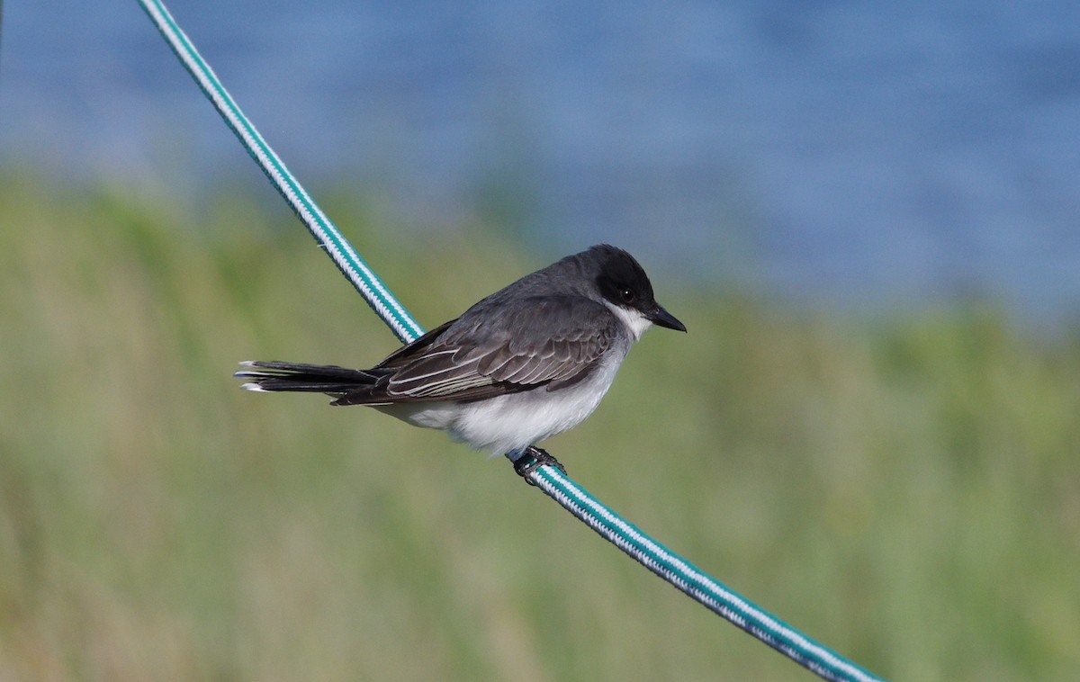 Eastern Kingbird - ML617923558