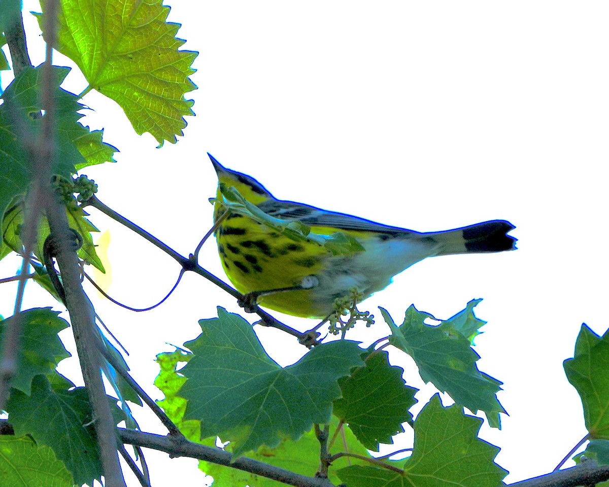 Magnolia Warbler - ML617923566