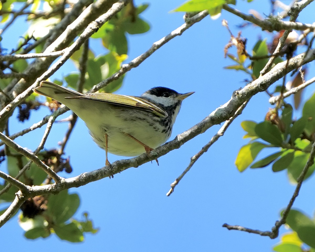 Paruline rayée - ML617923577