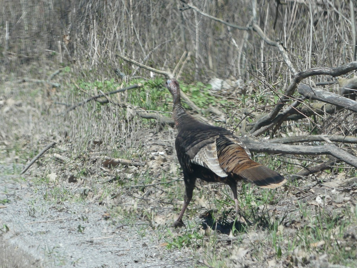 Wild Turkey - ML617923581