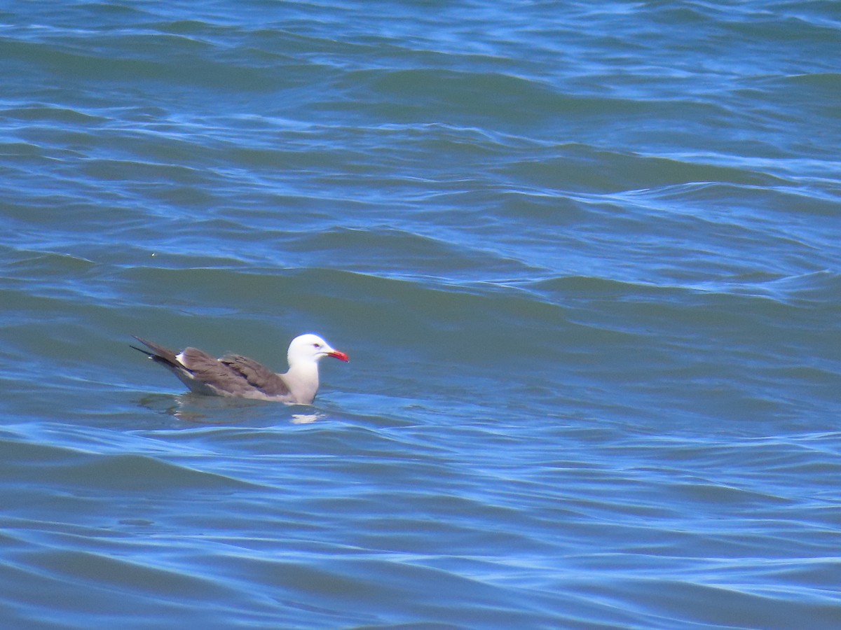 Heermann's Gull - ML617923612