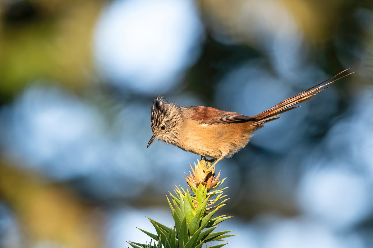 Araucaria Tit-Spinetail - ML617923625