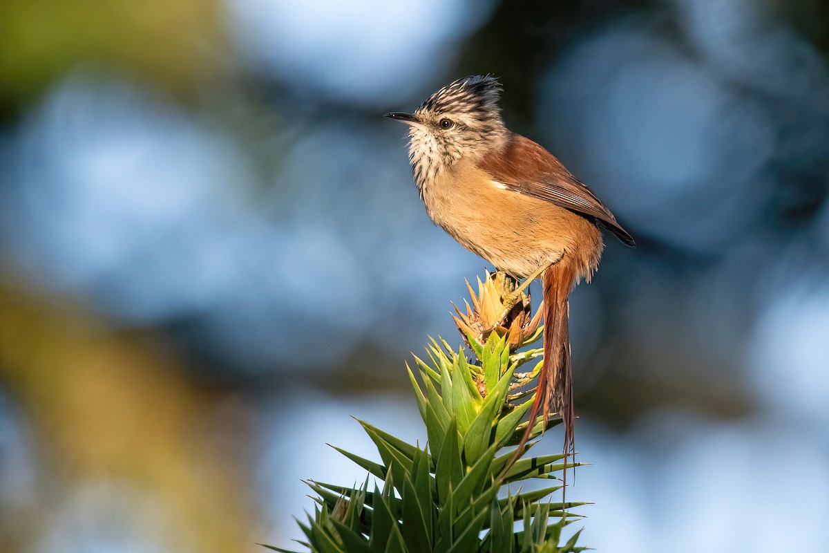 Araucaria Tit-Spinetail - ML617923626