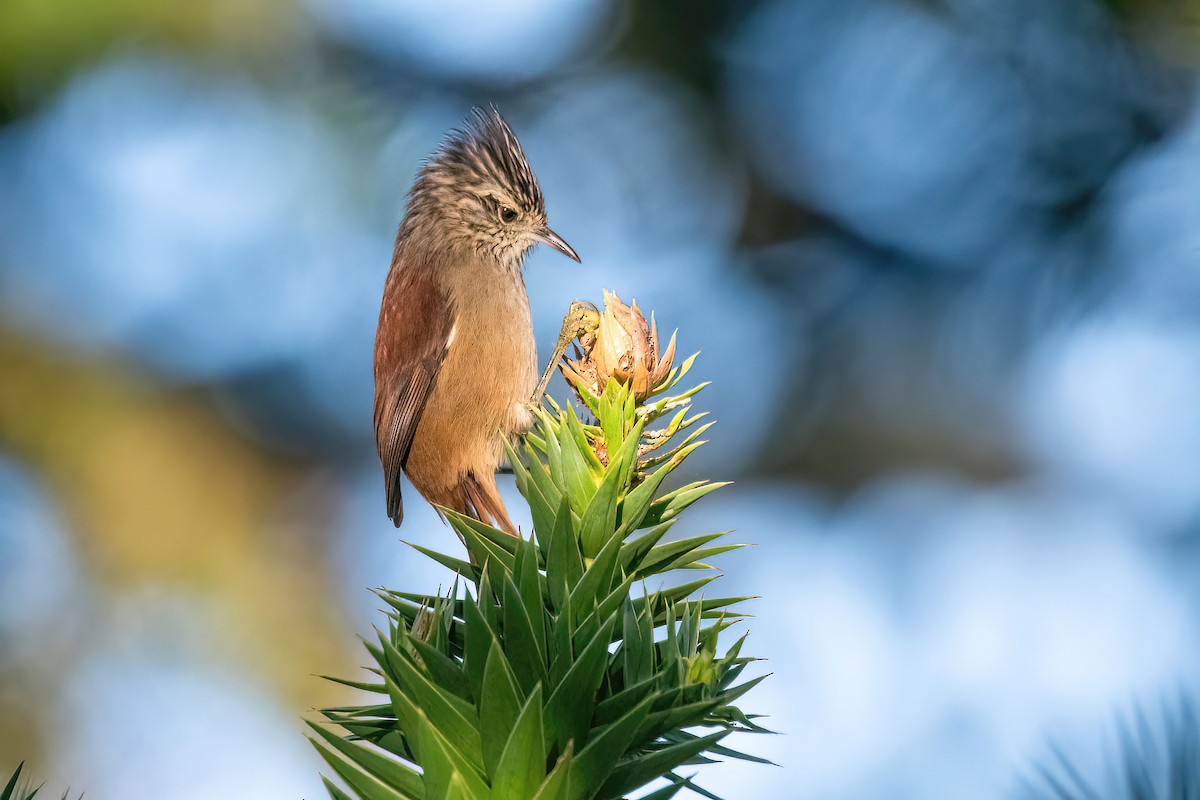 Araucaria Tit-Spinetail - Raphael Kurz -  Aves do Sul