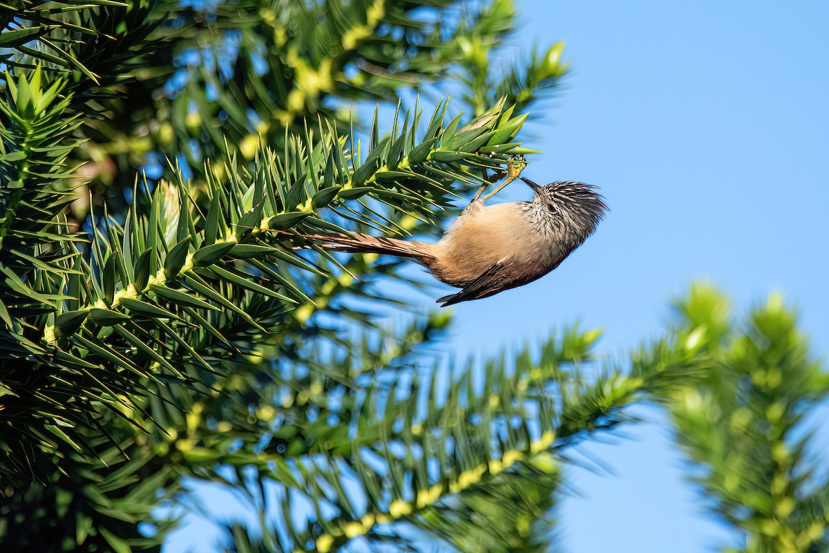 Araucaria Tit-Spinetail - ML617923628