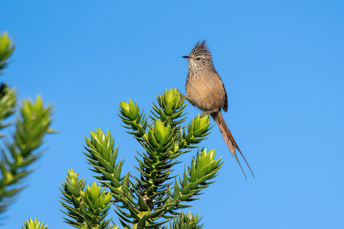 Araucaria Tit-Spinetail - ML617923629