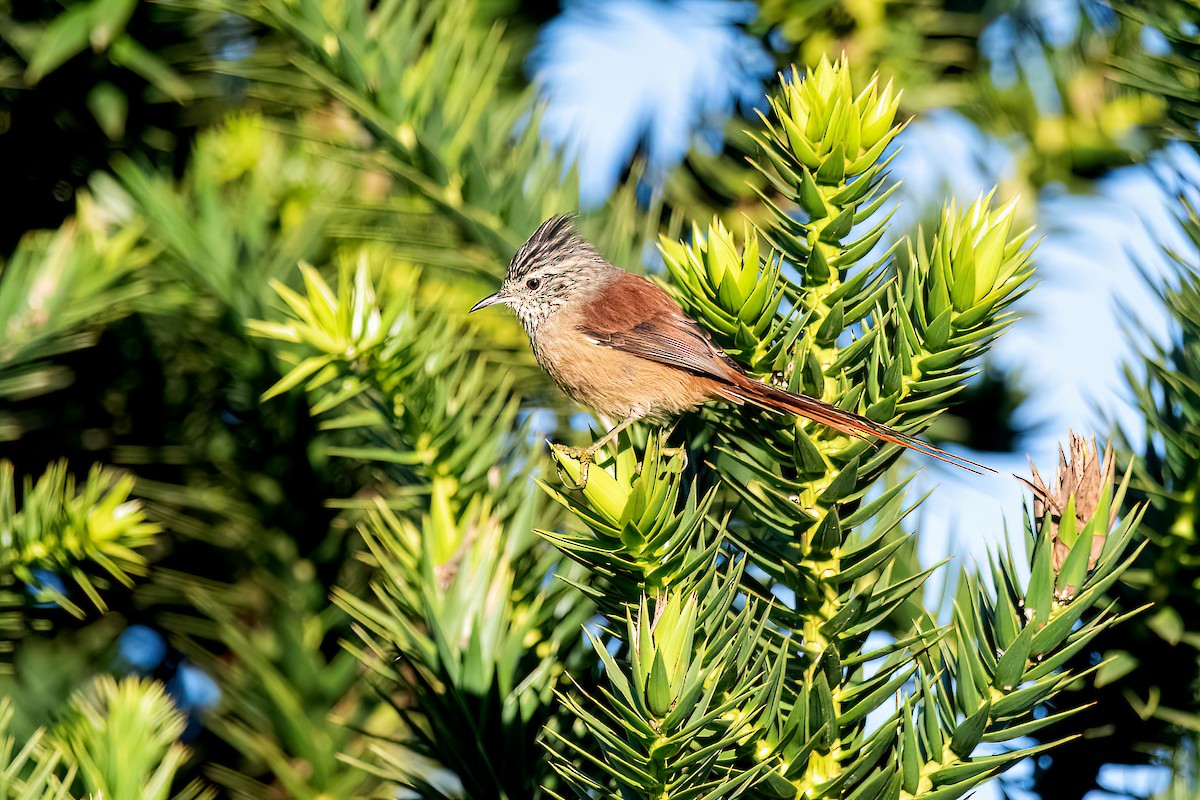 Araucaria Tit-Spinetail - ML617923630