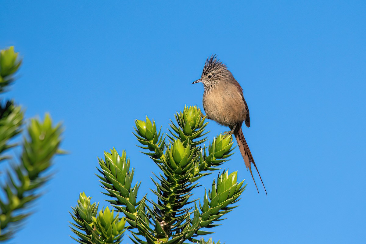 Araucaria Tit-Spinetail - Raphael Kurz -  Aves do Sul