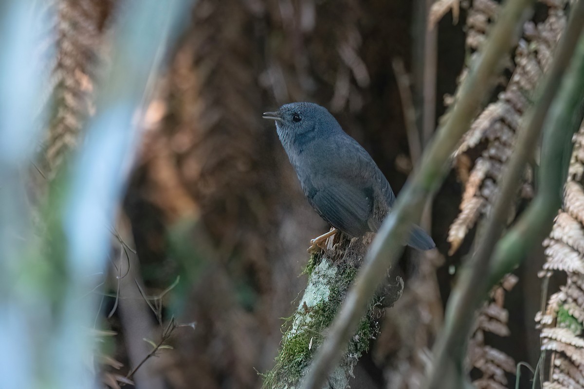 Planalto Tapaculo - Raphael Kurz -  Aves do Sul