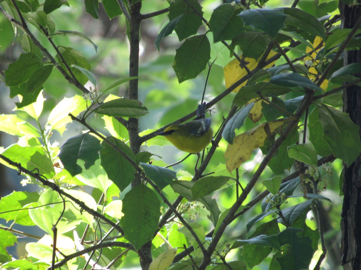 Blue-winged Warbler - ML617923664