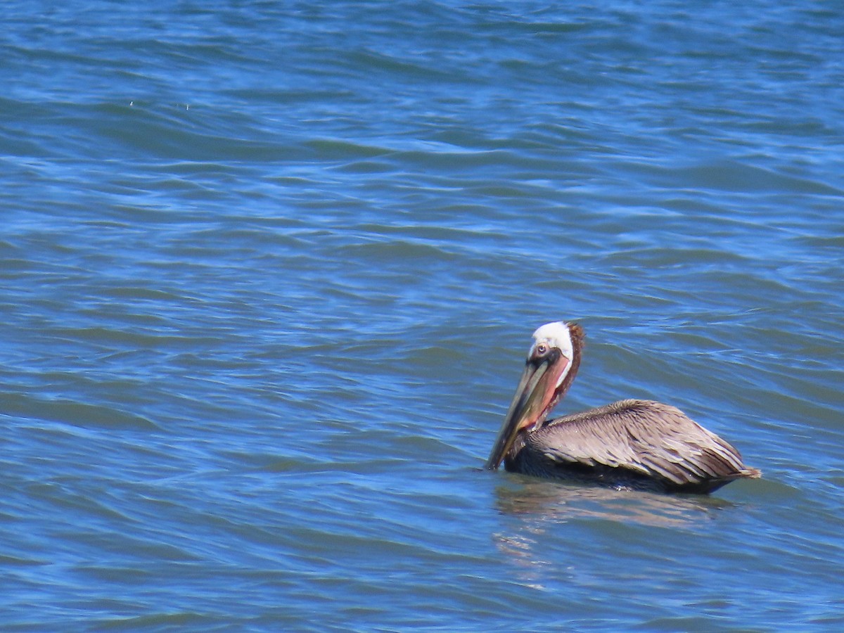 pelikán hnědý - ML617923665