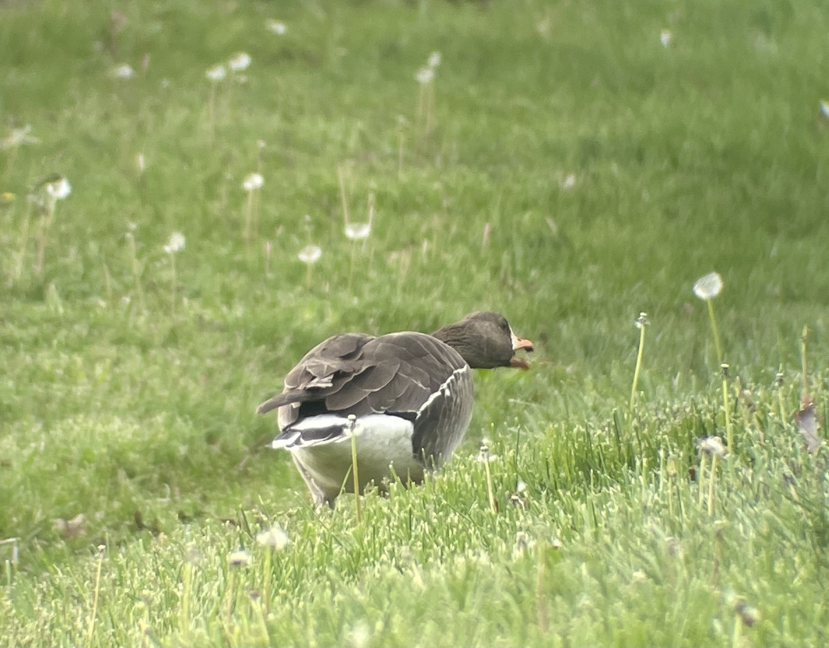 Greater White-fronted Goose - ML617923682