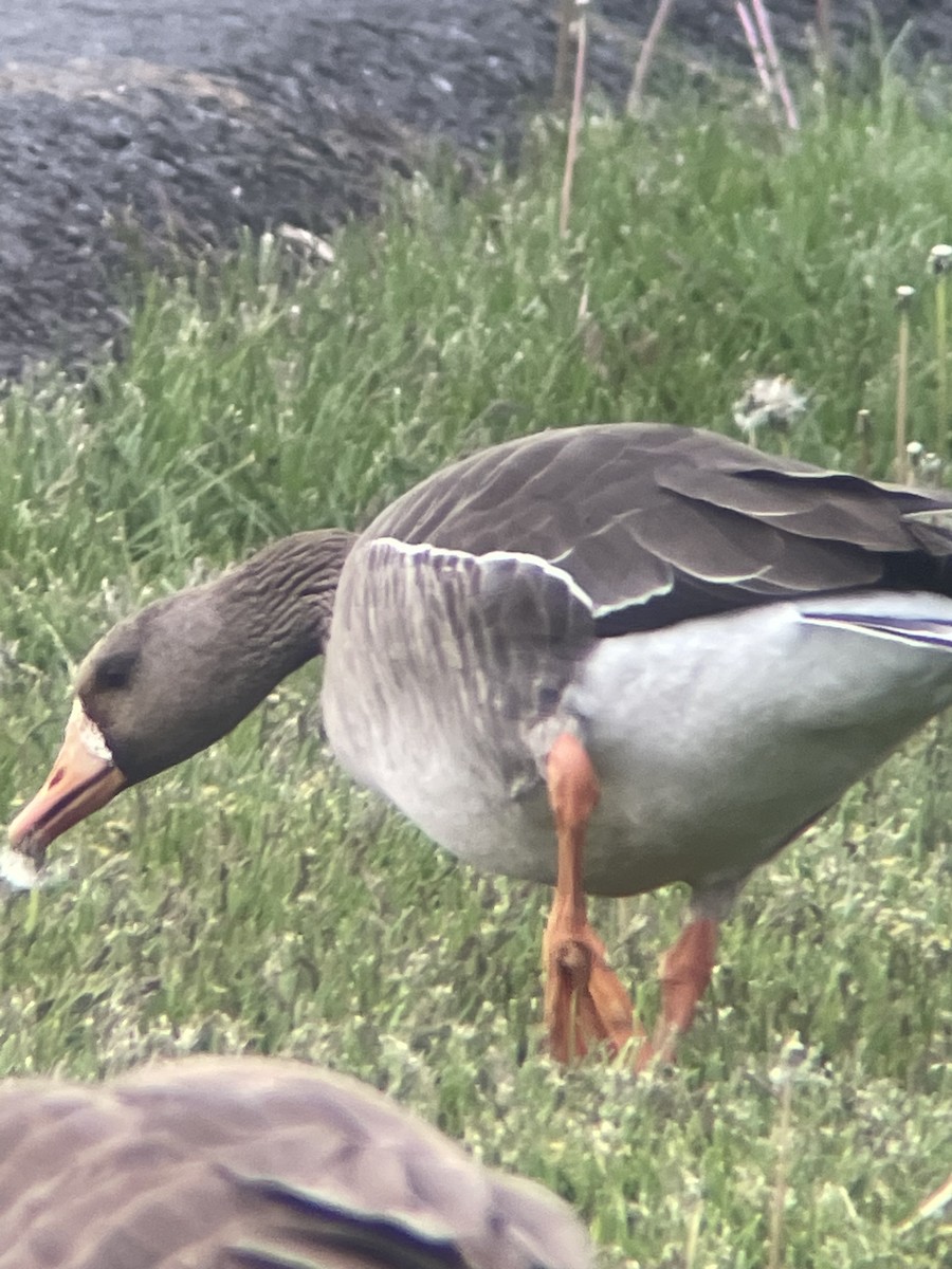 Greater White-fronted Goose - ML617923683