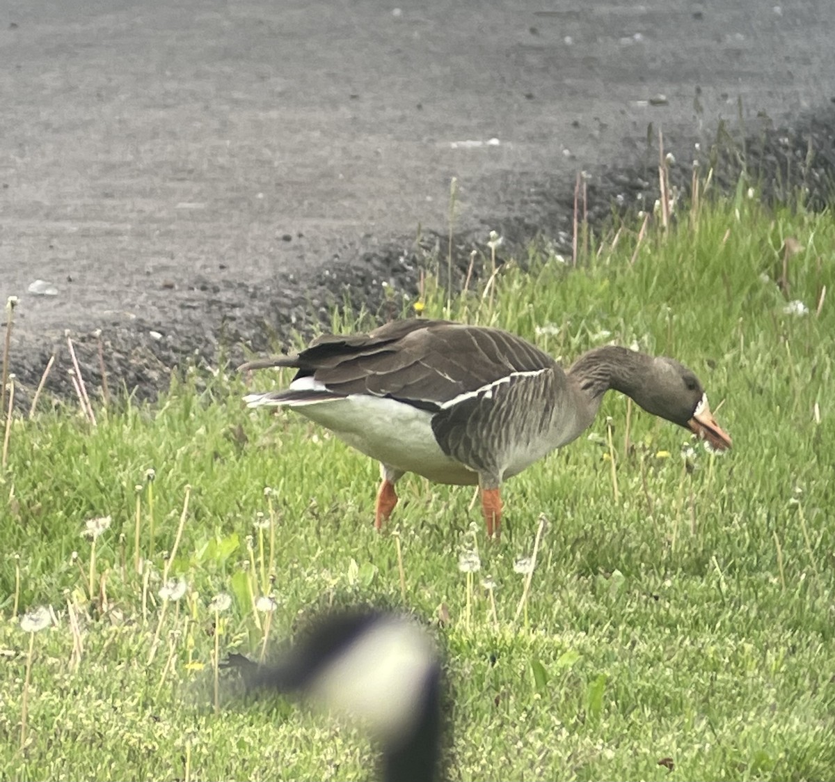 Greater White-fronted Goose - ML617923684